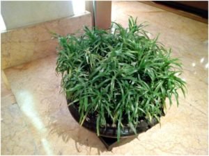 Panasonic-Eluga-X-Camera-Samples